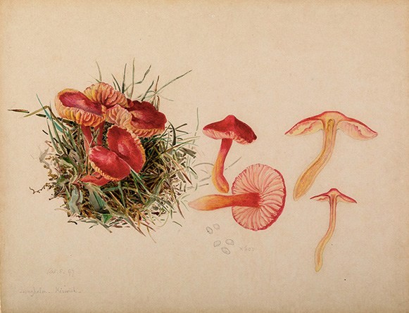 Beatrix_Potter-_Mycology._Source-_Armitt_Museum_and_Library