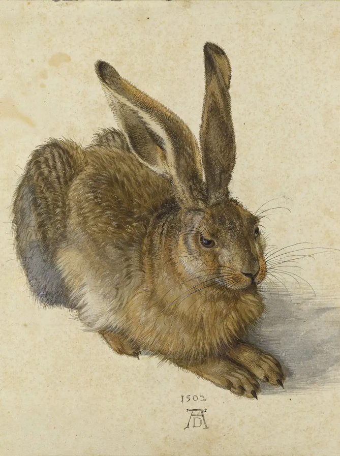 zajac_durer